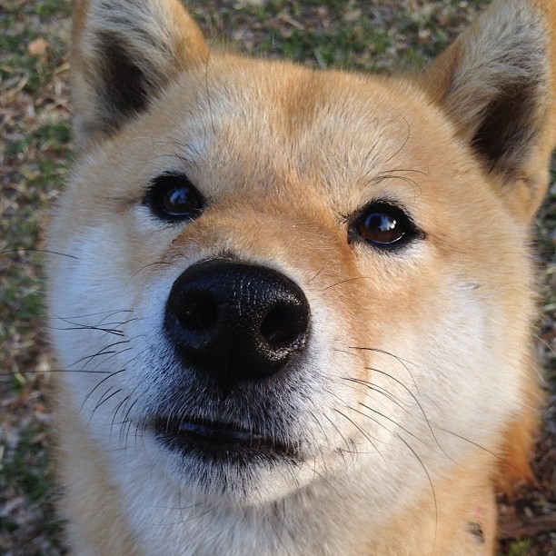 绿茵双星记，克瓦拉茨赫利亚的灵光与阿尔及利亚的坚壁