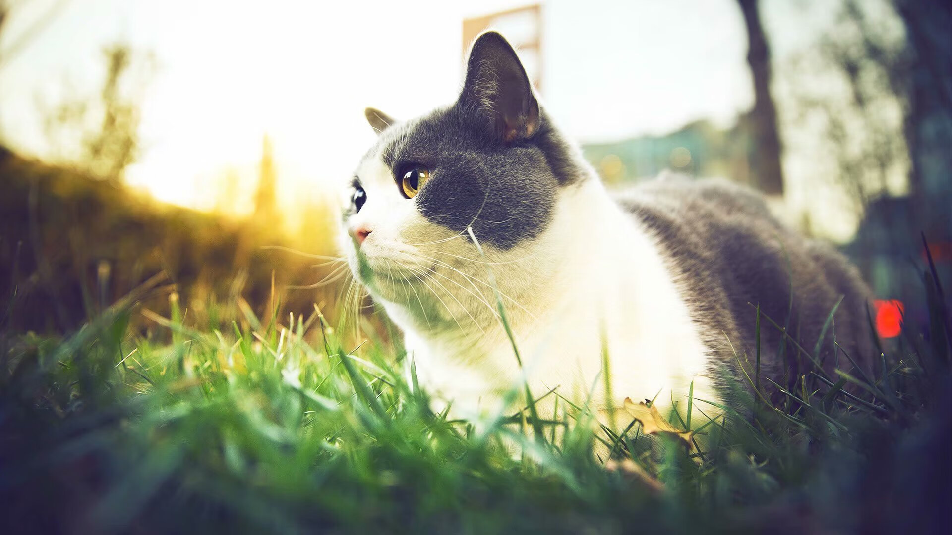 开云APP-威尔士全面压制玻利维亚，皮克关键先生闪耀全场