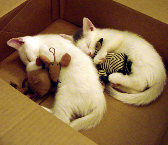 开云官网-激战北国之夜，米切尔以一敌众，吉林险胜新疆上演逆袭好戏