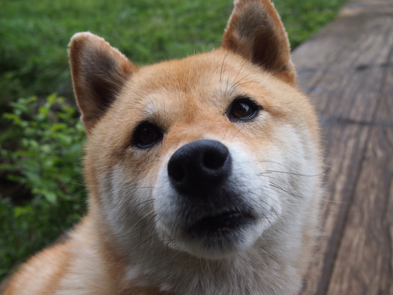 欧冠决赛焦点战与灰熊关键战突围活塞，体育巅峰的激情与策略