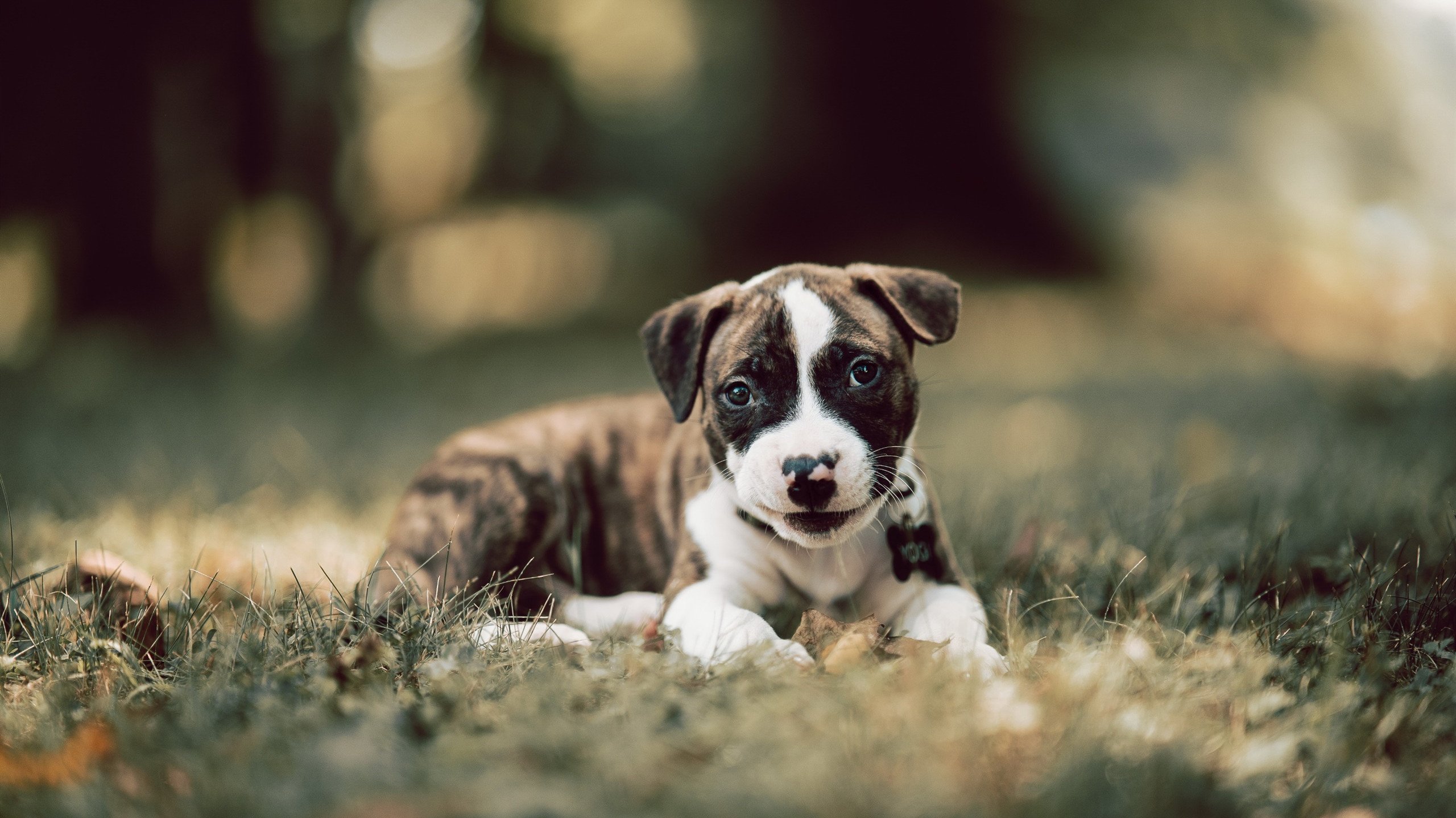 跨界统治，广厦队制霸上海队，杜兰特精神在F1争冠赛闪耀