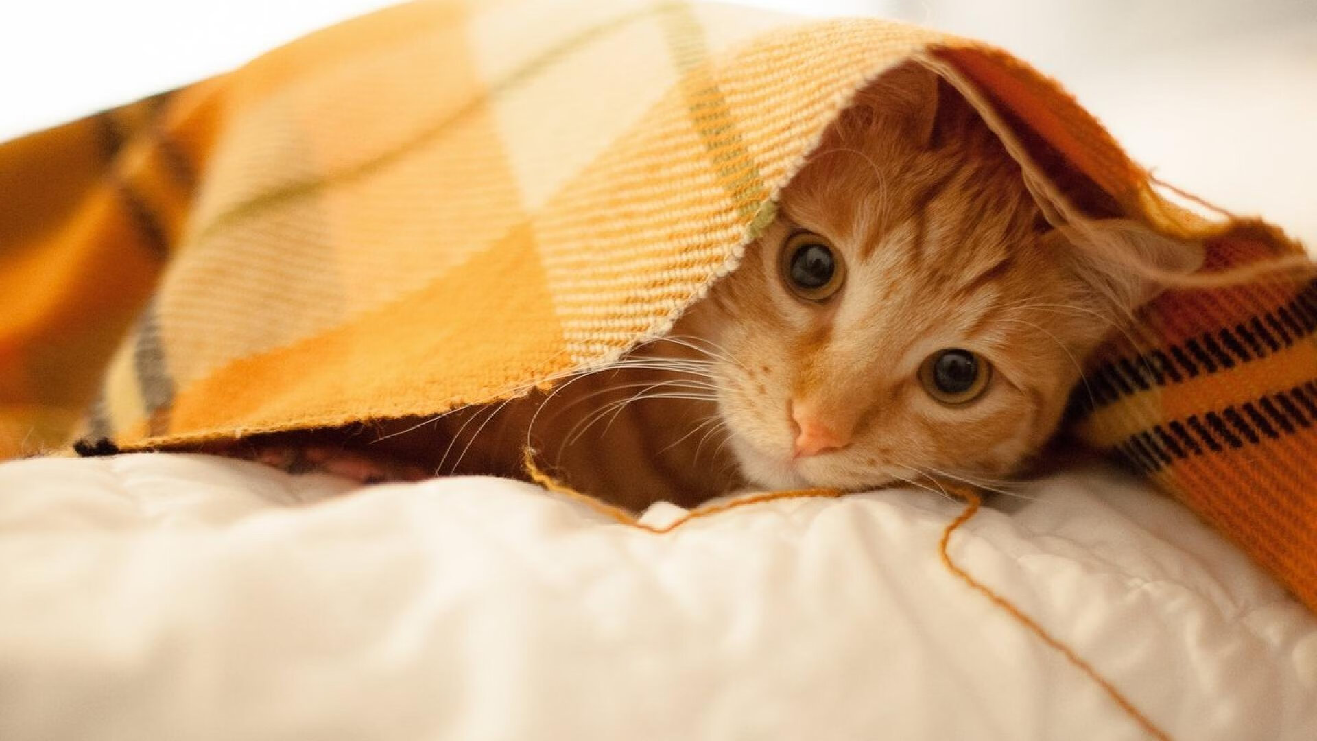 死神降临多伦多，杜兰特赛后评分拉满，猛龙险胜雄鹿的终极启示