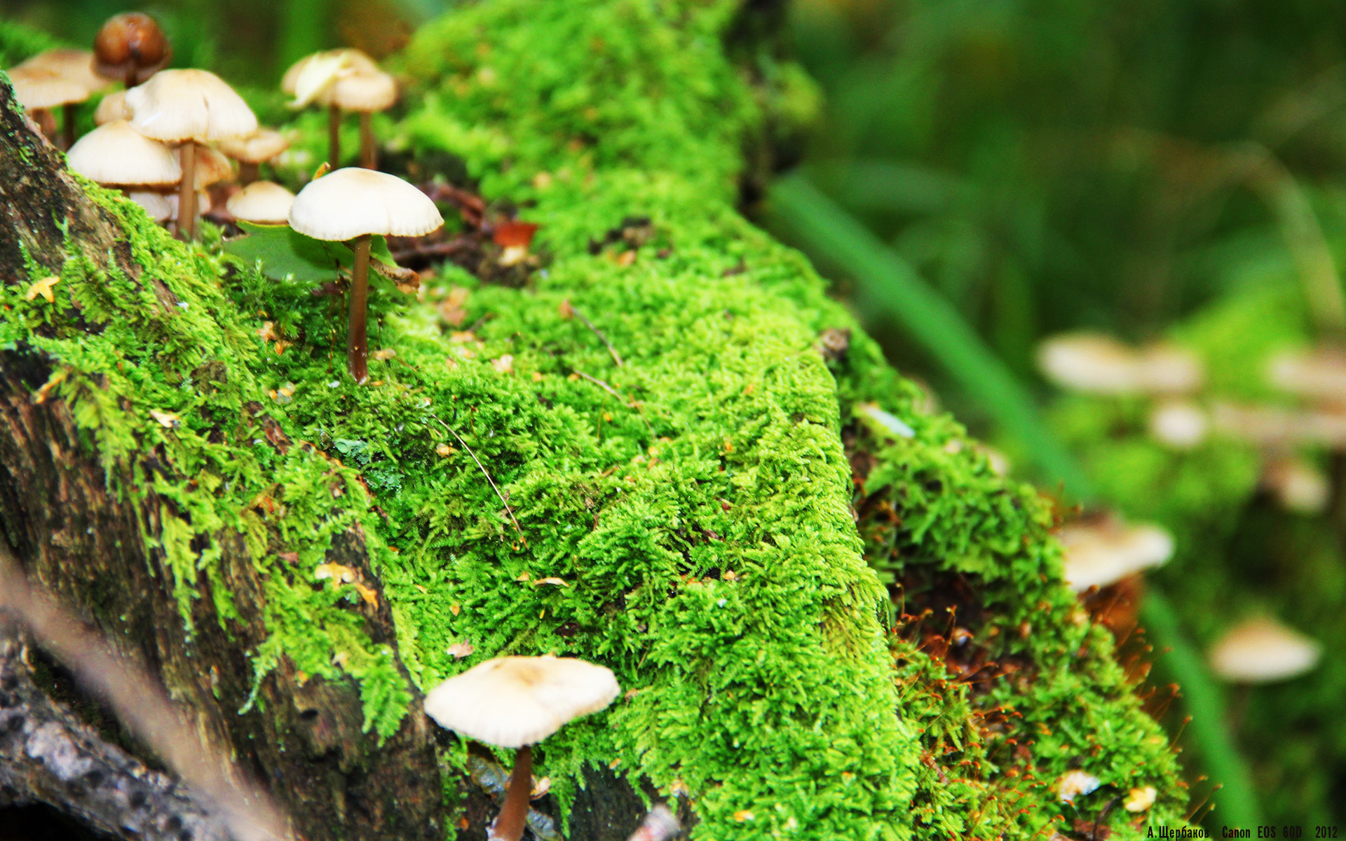 当76人在欧冠战场收割火箭，一场关于秩序与革命的绿茵博弈