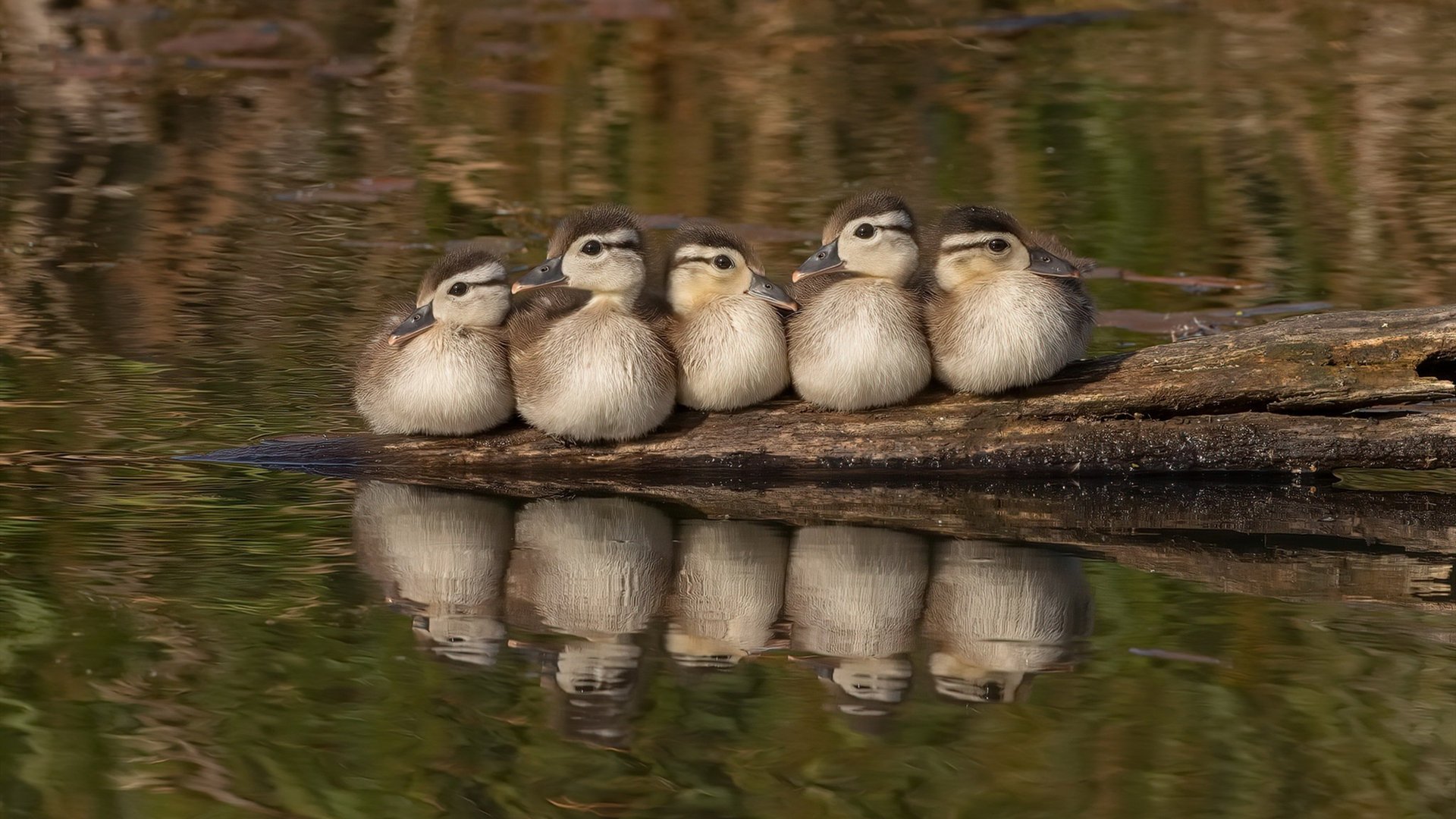开云体育官方网站-浓眉狂砍40+15统治攻防，山西队三波流攻势碾压黄蜂