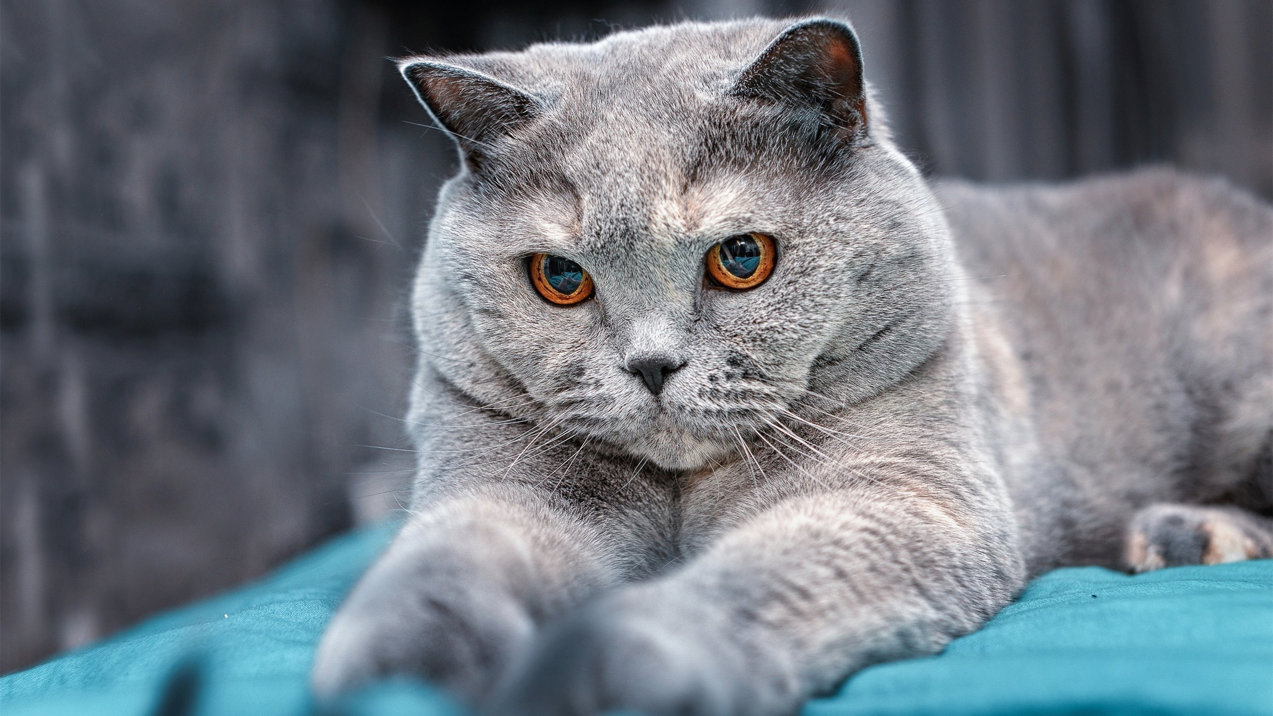 开云体育-活塞地狱火战术覆灭十一冠王，霍勒迪41+导演压制奇迹