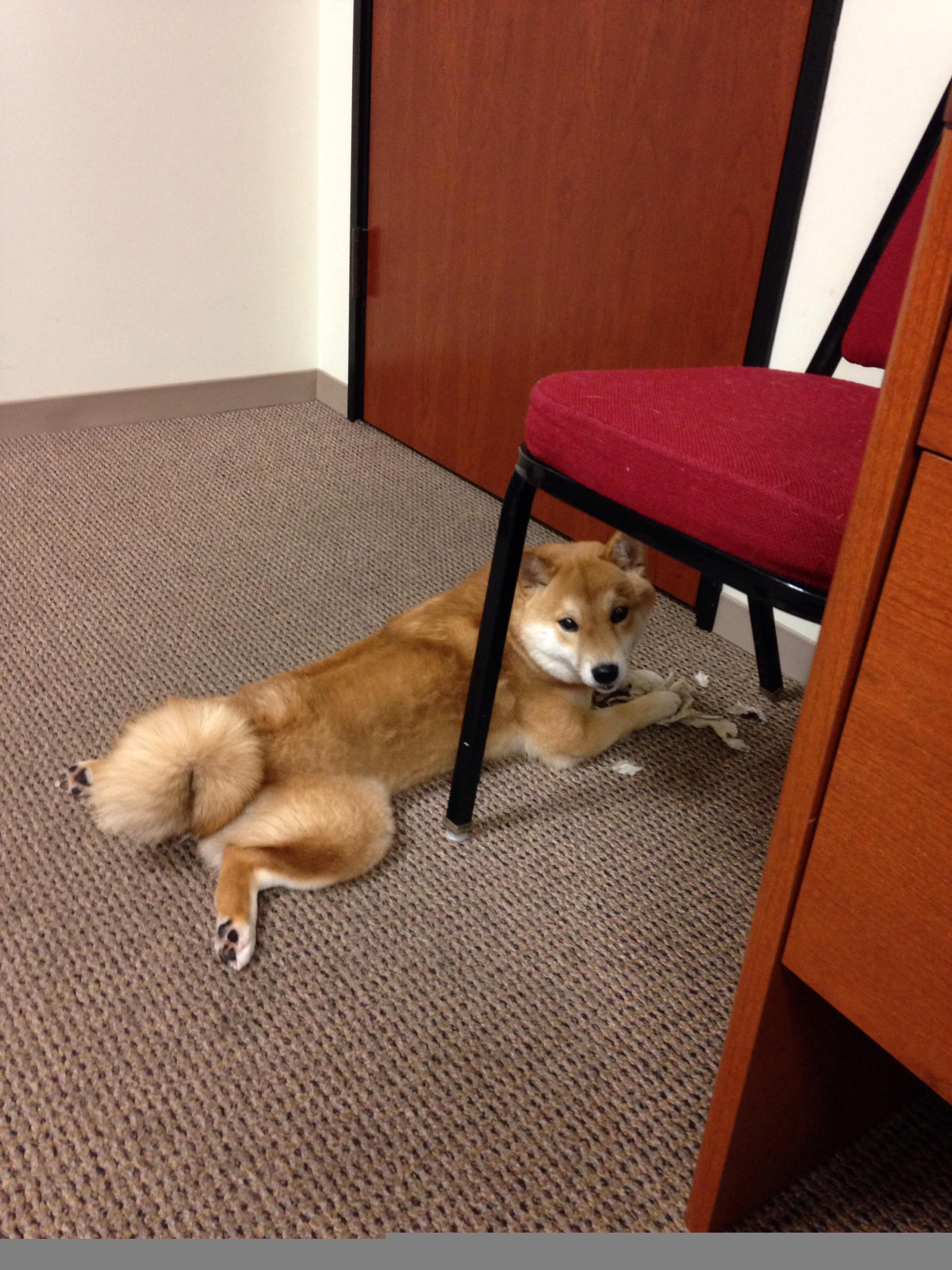 拉亚的怒火，毕尔巴鄂与澳大利亚的血脉对决