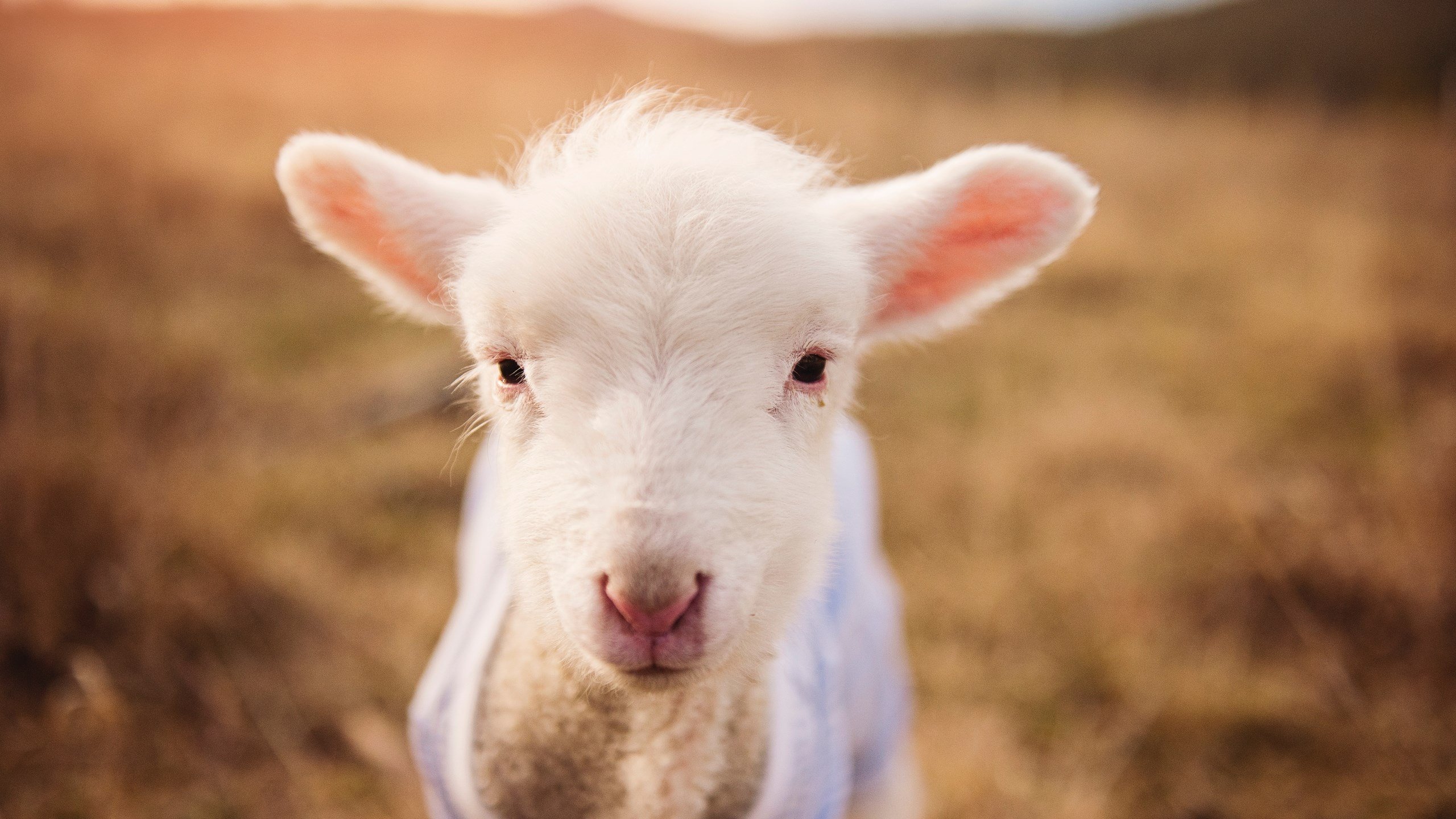 有一种胜利，从不喧嚣，静默领袖如何接管比赛