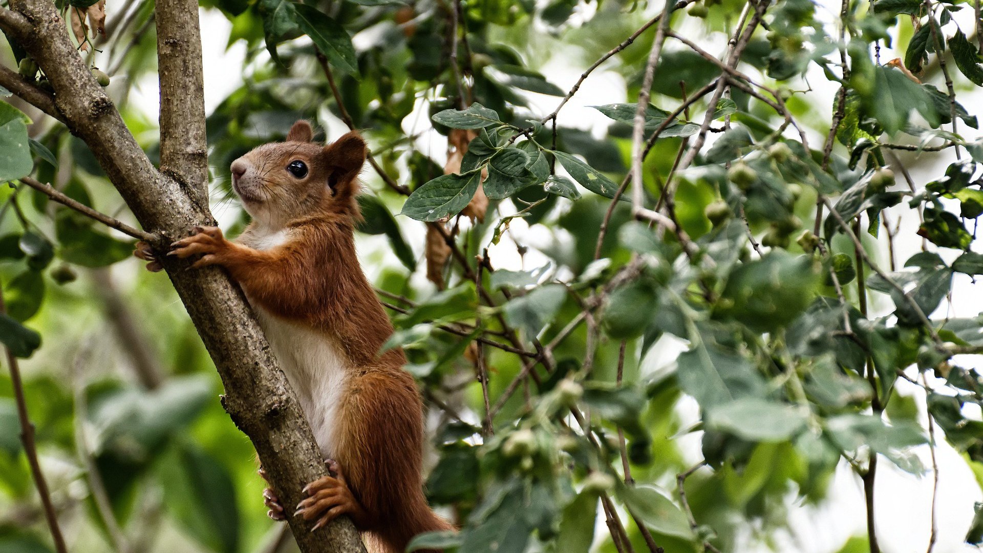 开云体育入口-当世界杯遇见NBA，一场生物云网络直播的2036星际篮球对决