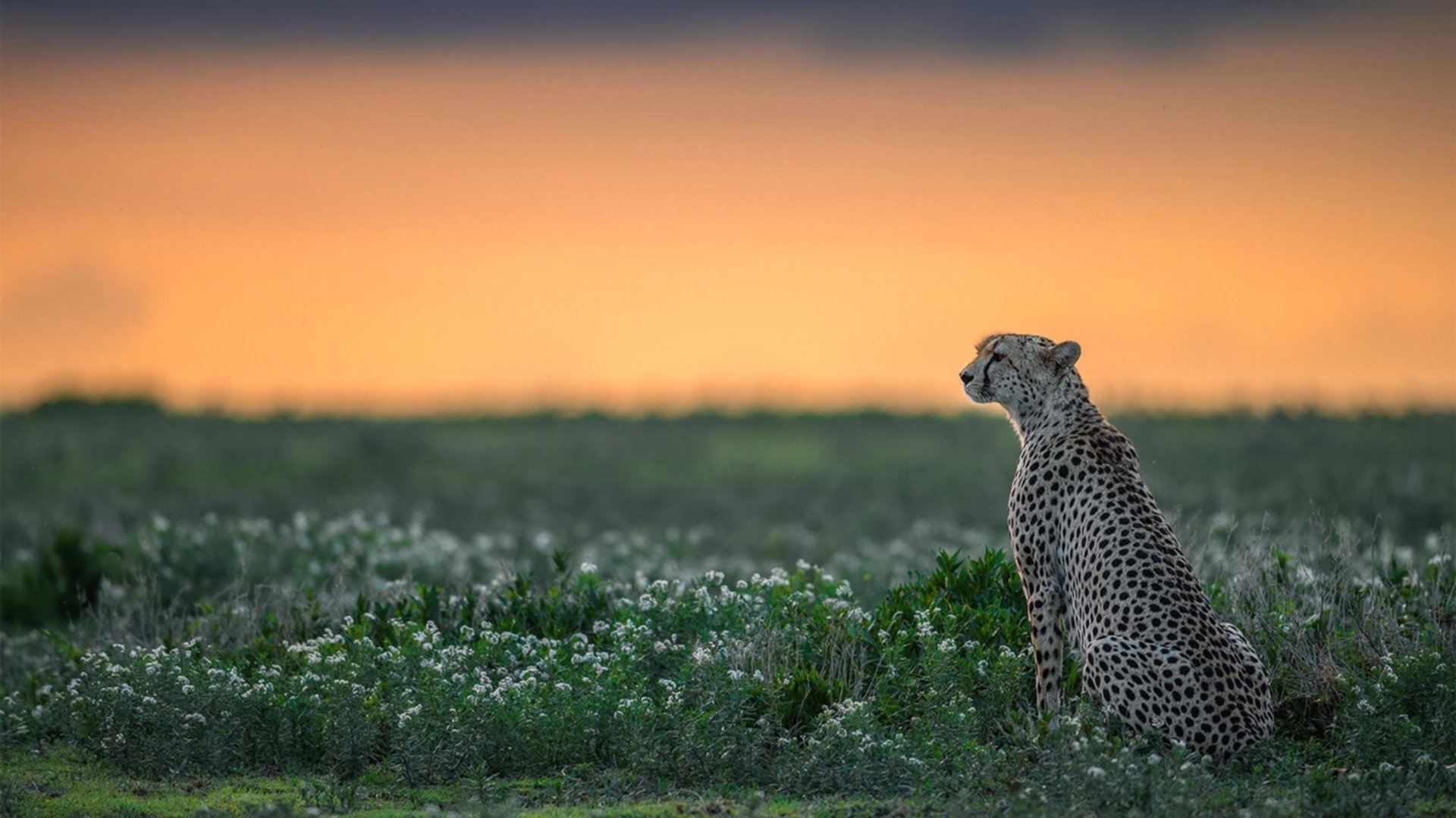 引擎嘶吼与篮球撞击,当F1争冠焦点映射太阳血拼老鹰